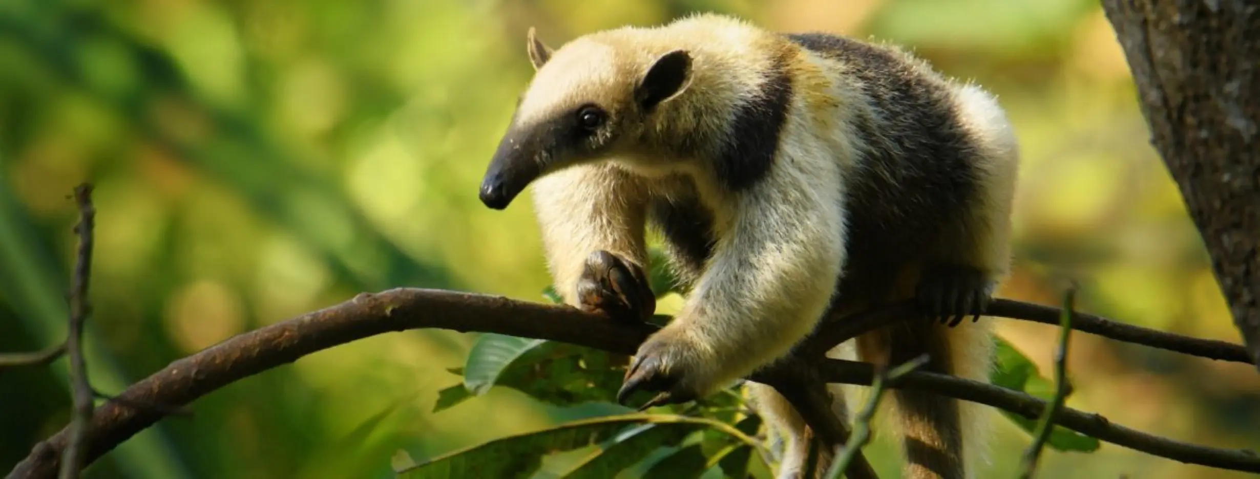 Image for Wildlife Wonders